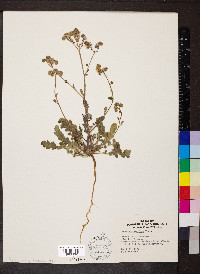 Phacelia crenulata image