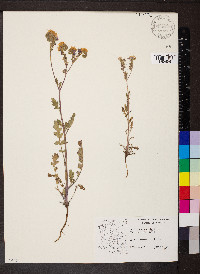 Phacelia crenulata image