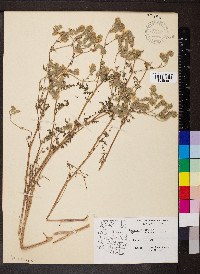 Phacelia distans image