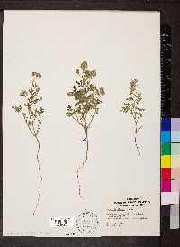 Phacelia distans image