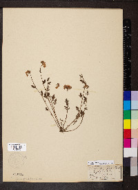 Phacelia dubia image