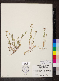 Phacelia dubia image