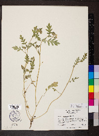 Phacelia fimbriata image