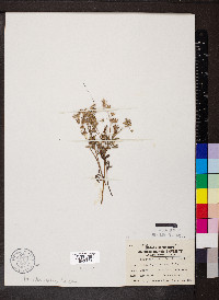 Phacelia gilioides image