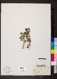 Phacelia gilioides image