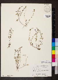 Phacelia glabra image