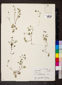 Phacelia glabra image