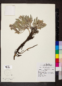 Phacelia hastata image