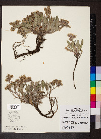Phacelia hastata image