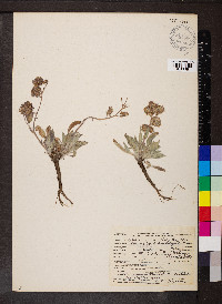 Phacelia heterophylla image