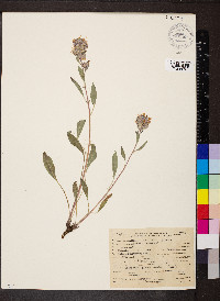 Phacelia heterophylla image