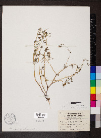 Phacelia hirsuta image