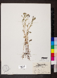 Phacelia hirsuta image