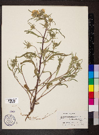 Phacelia linearis image