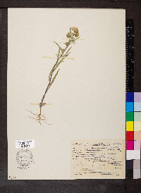 Phacelia linearis image
