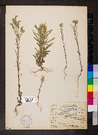 Phacelia linearis image