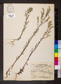 Phacelia linearis image