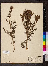 Phacelia neomexicana image