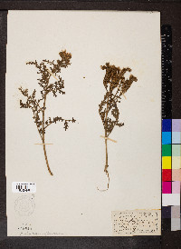 Phacelia neomexicana image