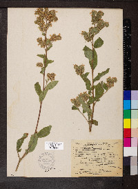 Phacelia nemoralis image