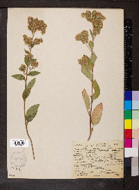 Phacelia nemoralis image