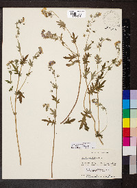 Phacelia purshii image