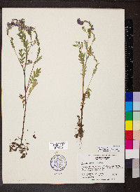 Phacelia purshii image