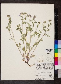 Phacelia purshii image