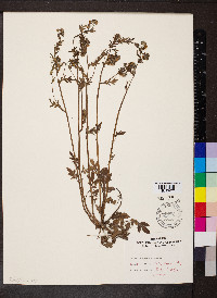 Phacelia purshii image