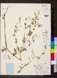 Phacelia purshii image