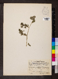 Phacelia ramosissima image