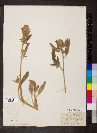 Phacelia secunda image