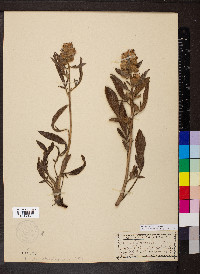 Phacelia secunda image