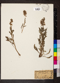 Phacelia sericea image