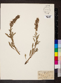 Phacelia sericea image