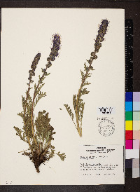 Phacelia sericea image