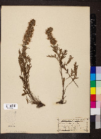 Phacelia sericea image