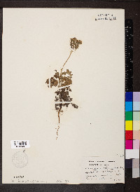 Phacelia strictiflora image