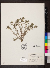 Phacelia curvipes image