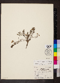 Phacelia platycarpa image