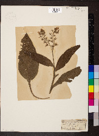 Symphytum officinale image