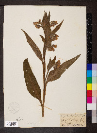 Symphytum officinale image