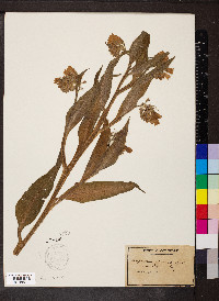 Symphytum officinale image