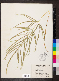 Pteris multifida image