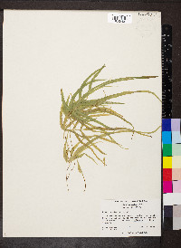 Pteris multifida image