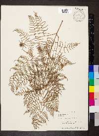 Pteridium caudatum image