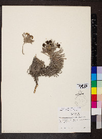 Tournefortia gnaphalodes image