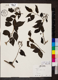 Tournefortia maculata image