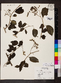 Tournefortia maculata image