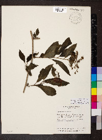 Tournefortia maculata image
